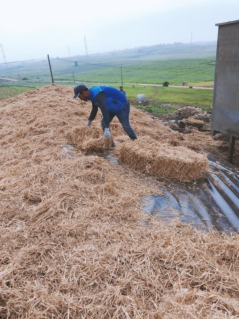 Étalage de paille sur une bâche agricole