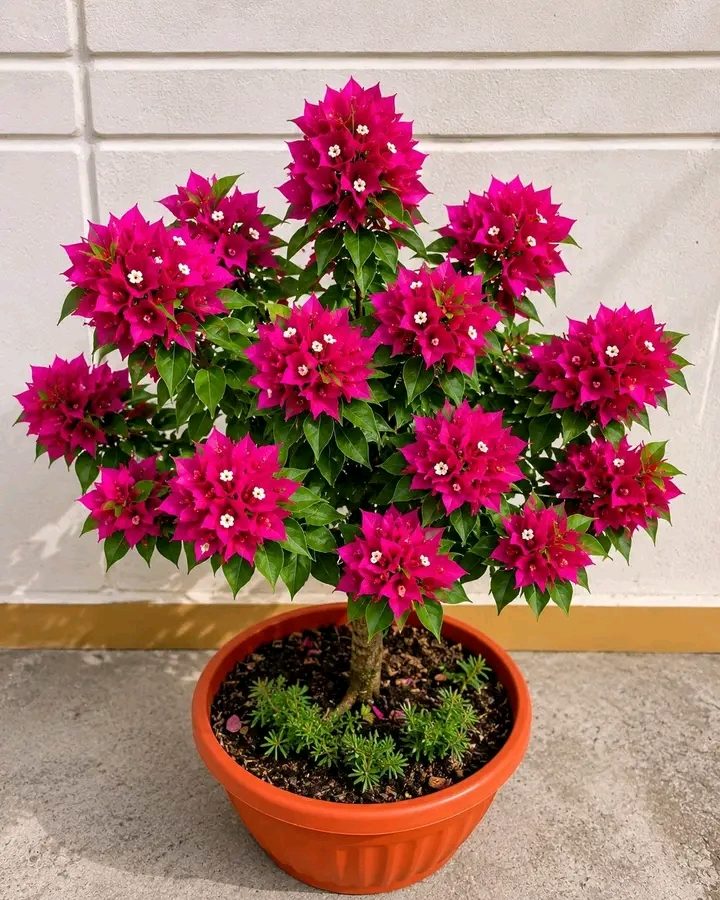 Bougainvillier rose en pot en terre cuite