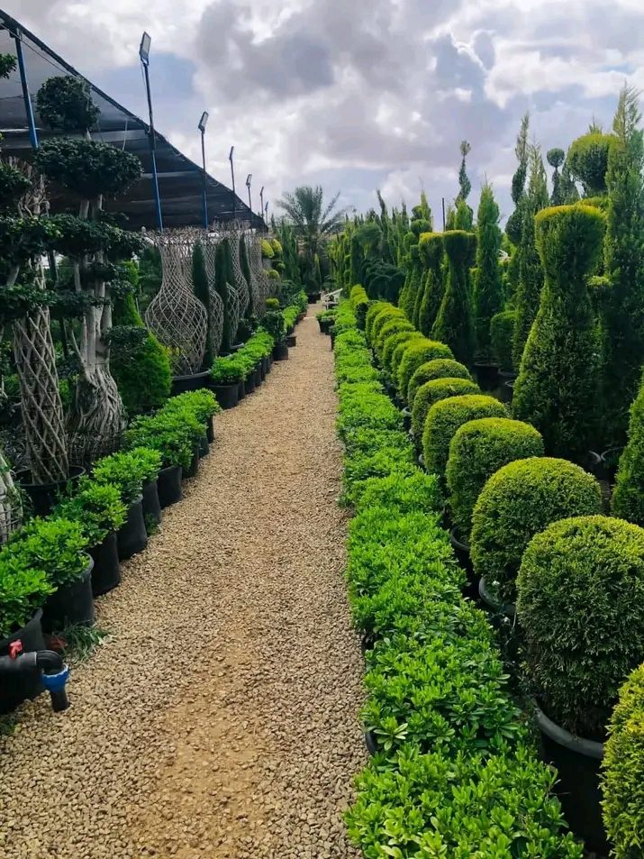 Allée de pépinière avec plantes en pots et topiaires
