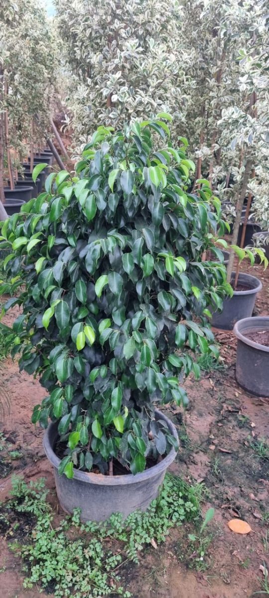 Ficus benjamina en pot