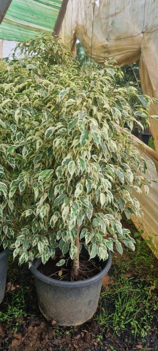 Ficus panache en pot