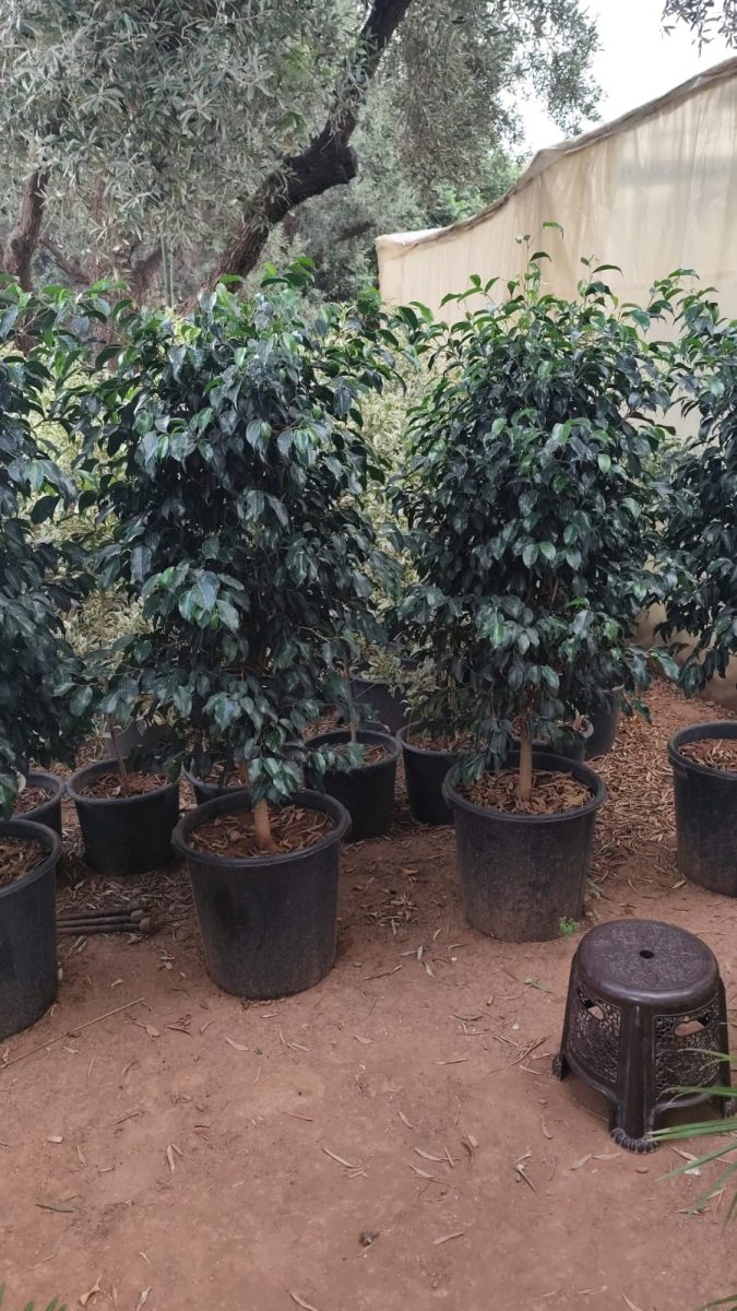 Ficus en pots alignes en pepinière