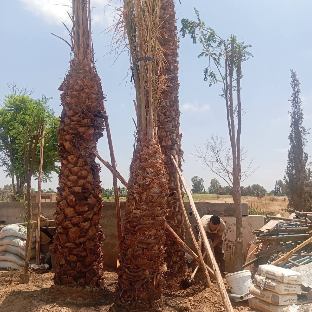 Plantation de palmiers dattiers
