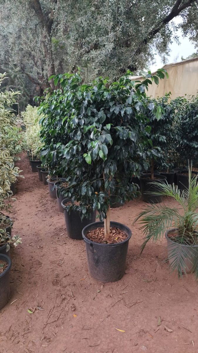 Ficus en pot en pepinière