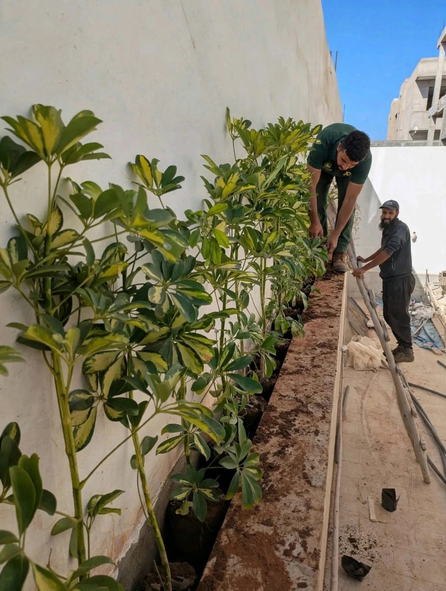 Plantation d'une haie d'arbustes le long d'un mur