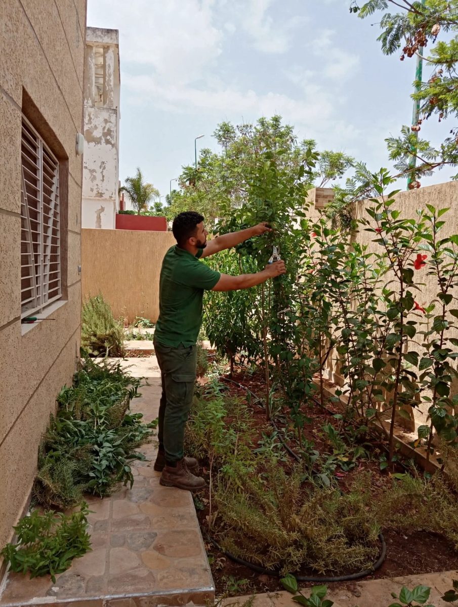Taille d'un arbuste dans un jardin